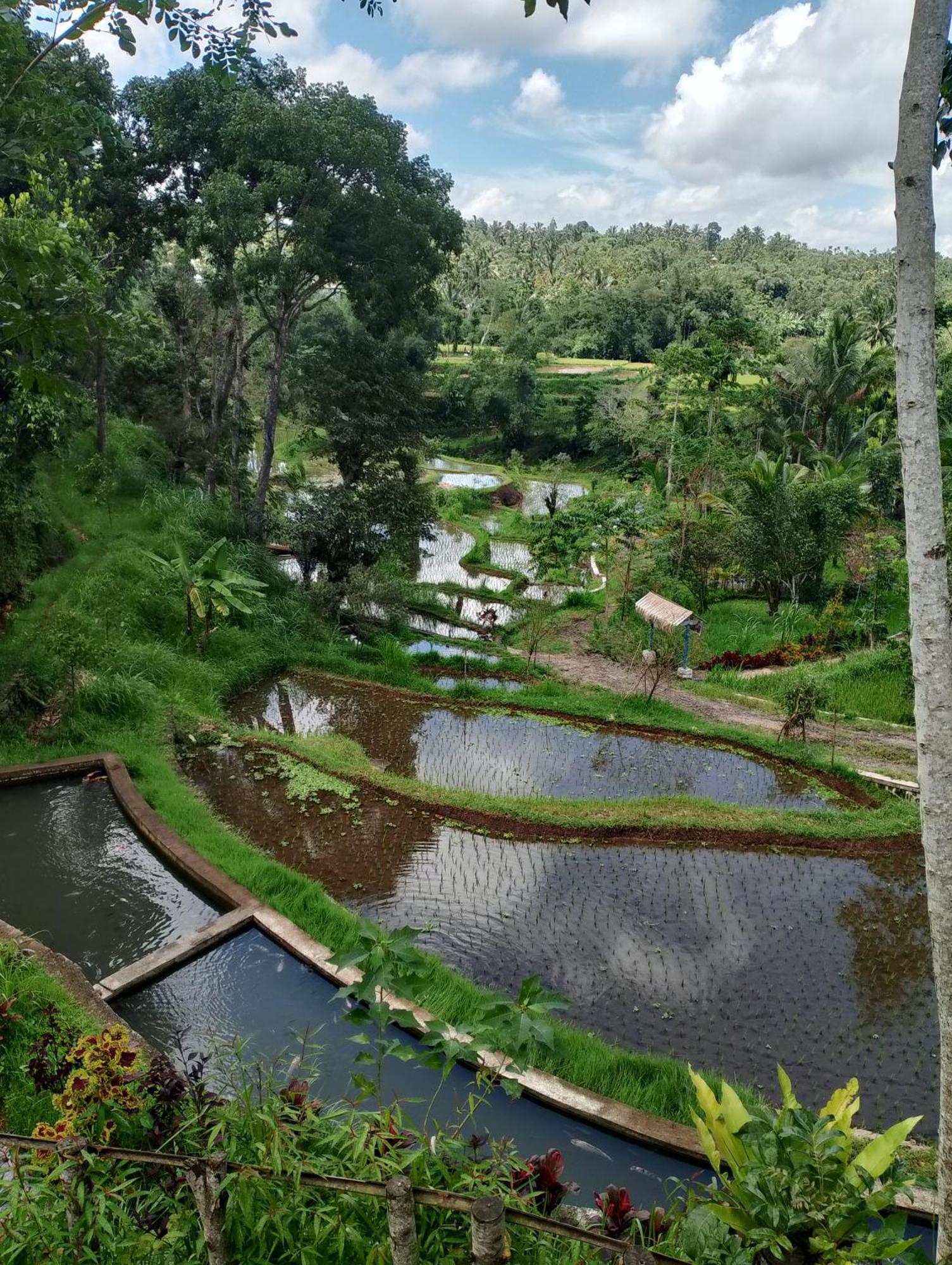The Alam Tetebatu Bungalow & Restaurant Екстериор снимка